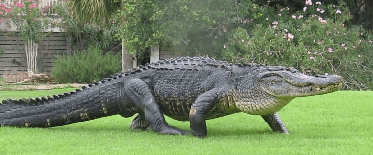 Gator Florida Sightings