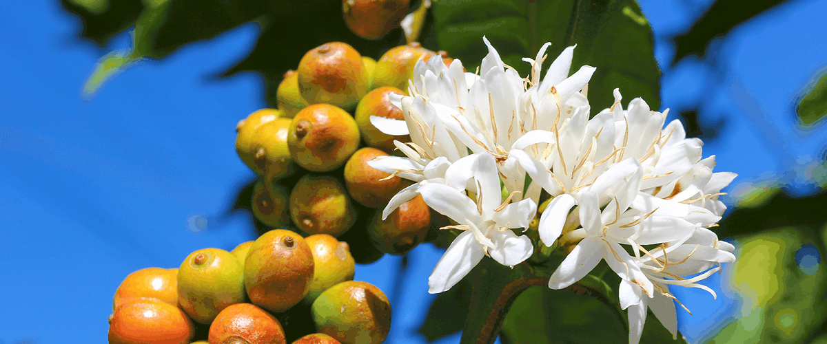 Grow Your Own Coffee Plant