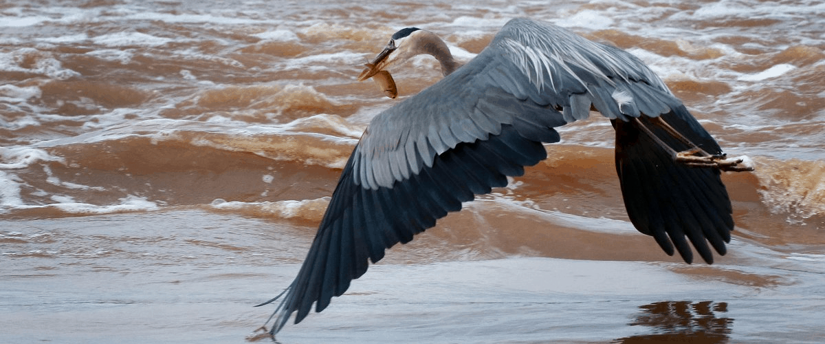 midwest flood news