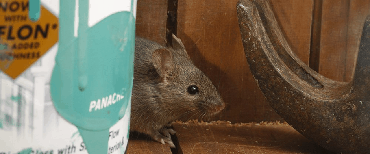 rats mice rodents pests traps repellant