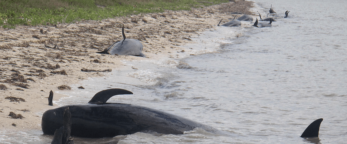 dying whales dolphins global warming