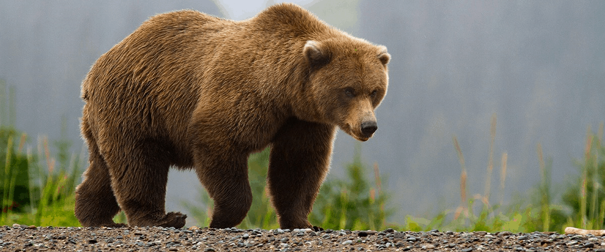 bear meat parasite trichinosis