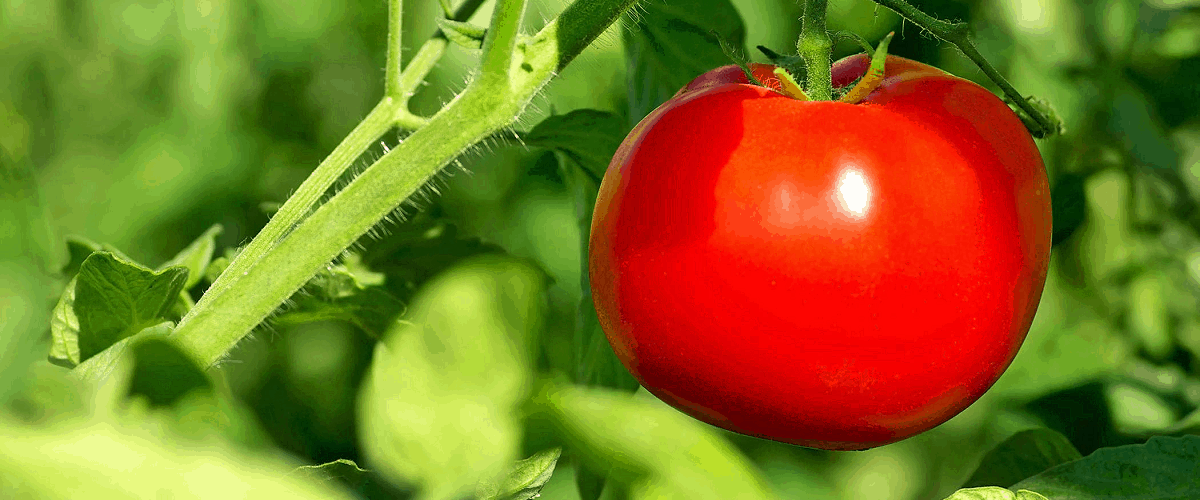 prepper grow tomato care sheet guide how to