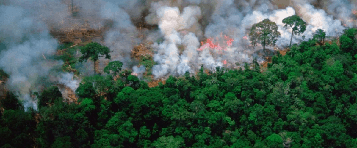 amazon rain forest fire politics president burning