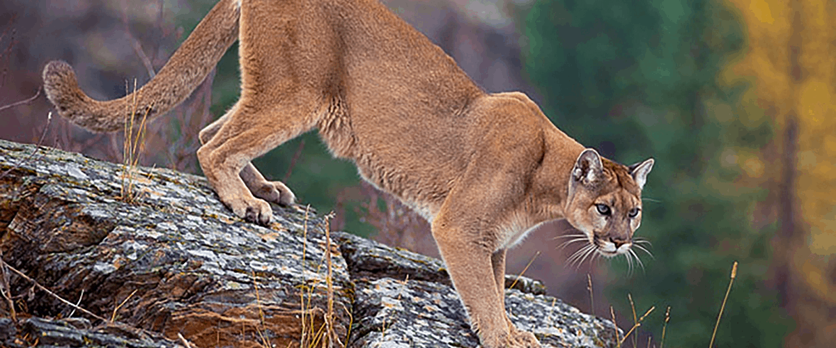 mountain lion hiking trail encounter how to advice