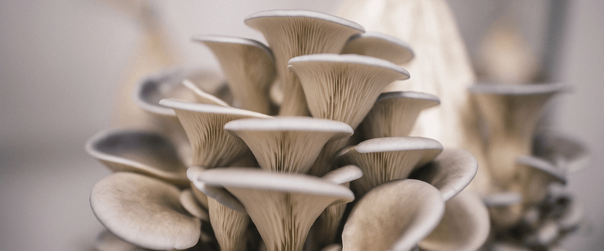 mushrooms grow eat from home how to prepping homestead