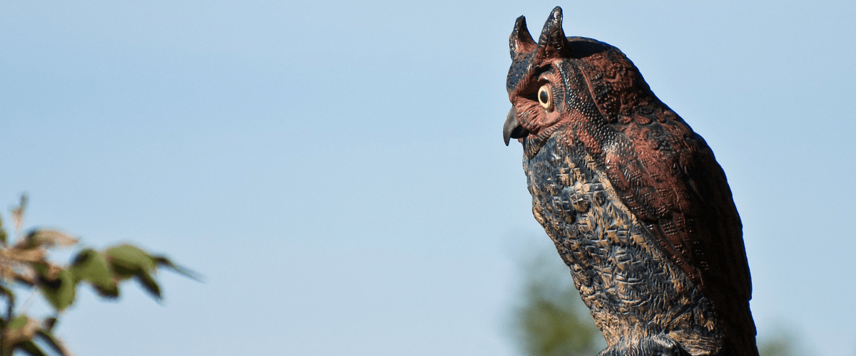 fake decoy owl do work garden rodent pest birds