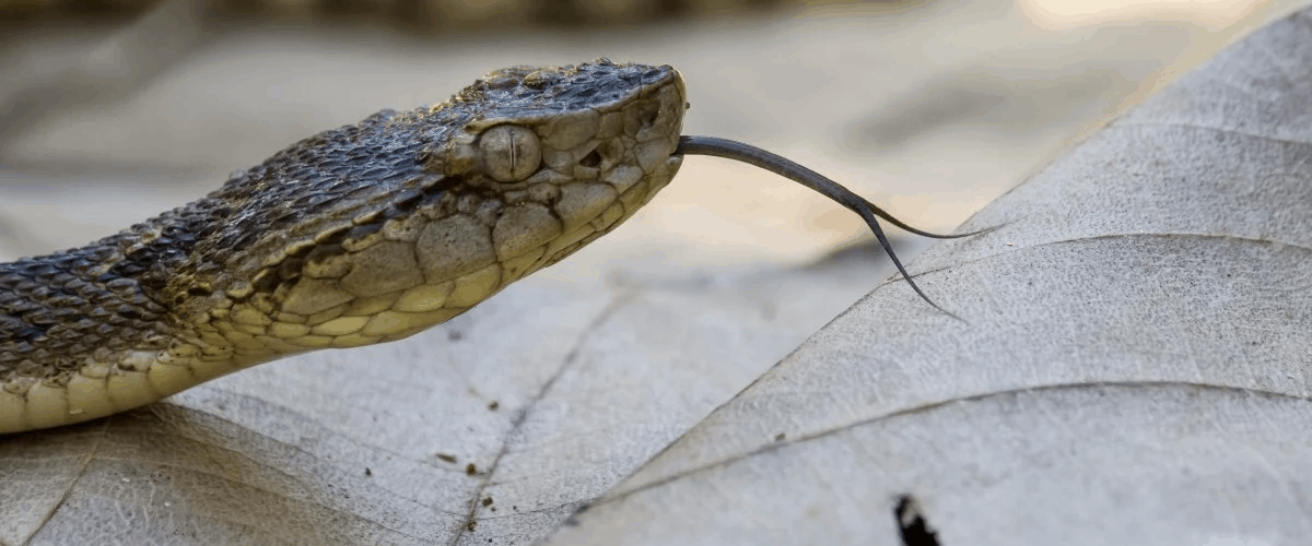 how to treat snake bite avoid mistake