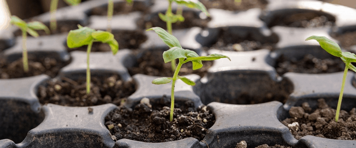 how to seedling start seeds indoors early planting