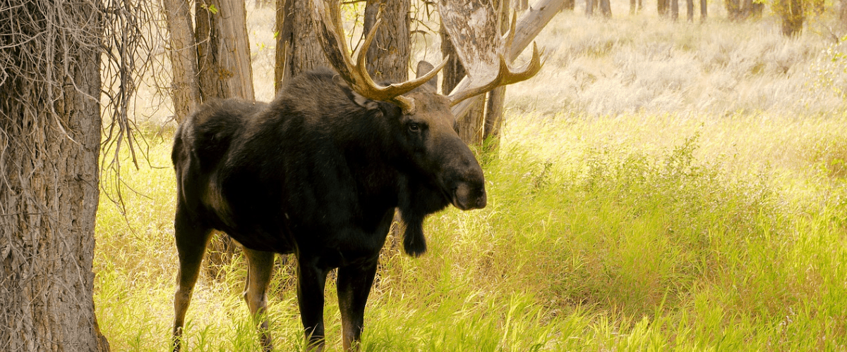 what to do moose encounter wild