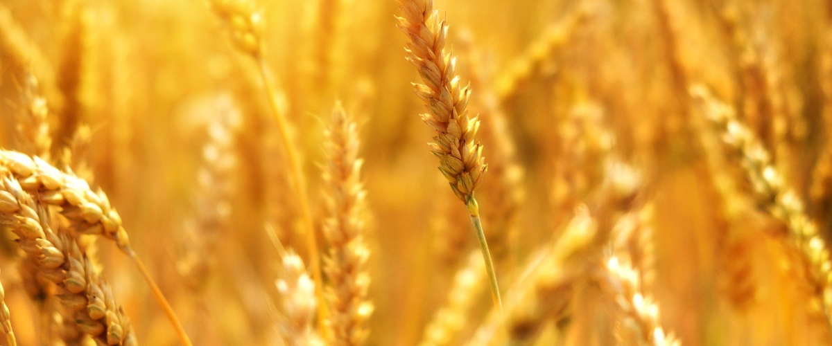 how to grow your own wheat grain flour
