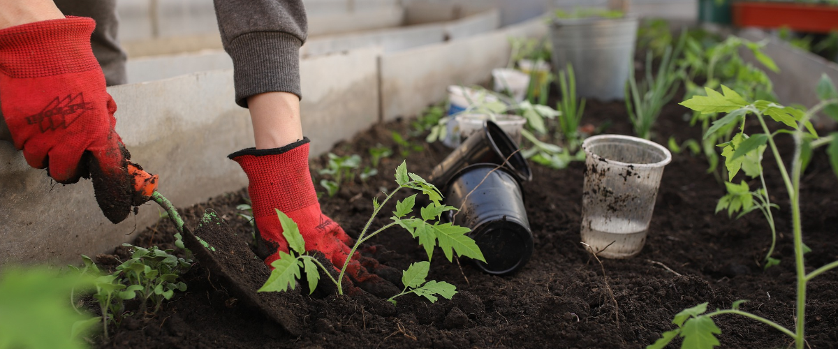 how to test soil dirt ph nitrogen phosporus levels moisture levels