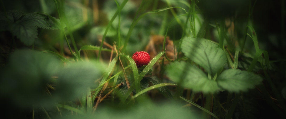 survival how to test plants poison edible wilderness