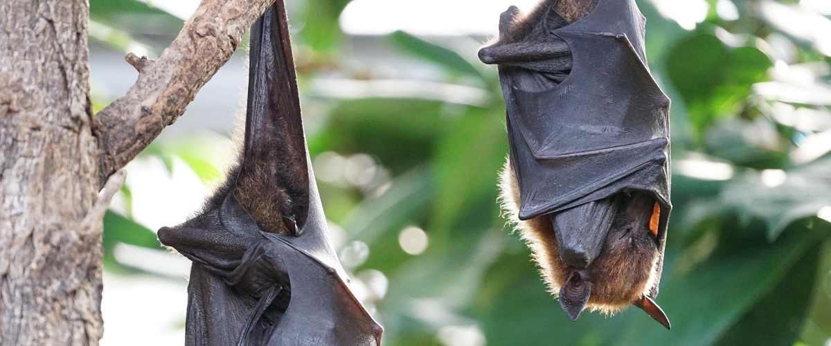 bat house how to make build buy insect pest control