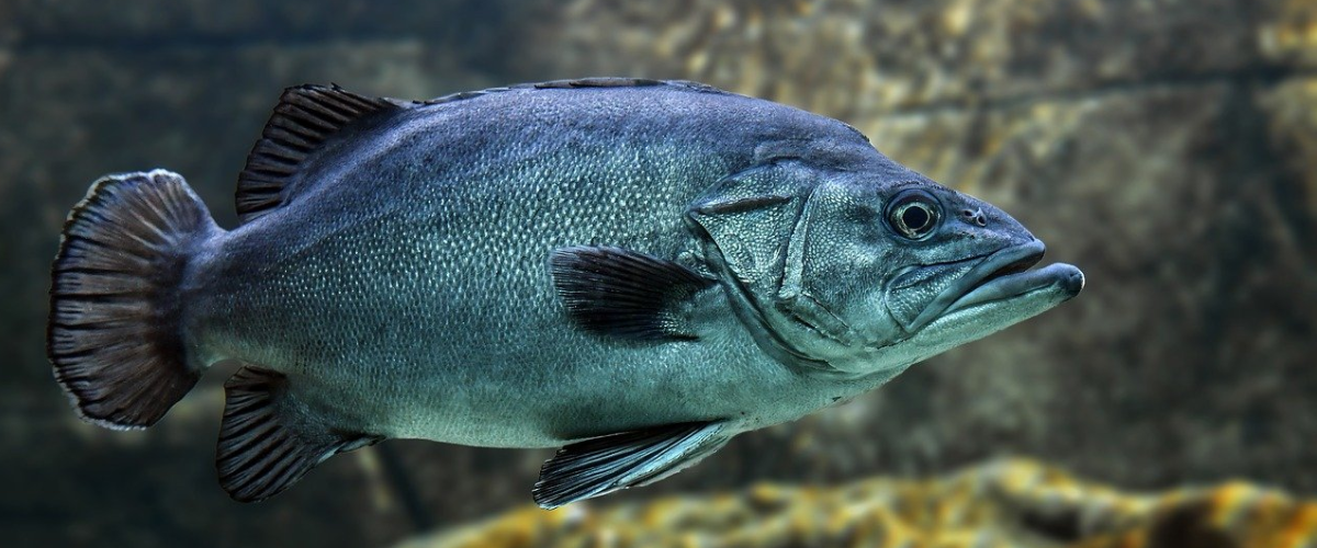 wild fish caught eat consume limit danger disease virus