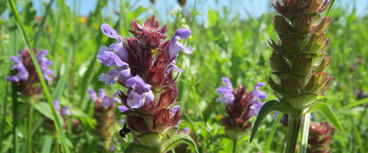 Self Heal Plant Prunella Vulgaris How To Grow Medicine Herbal