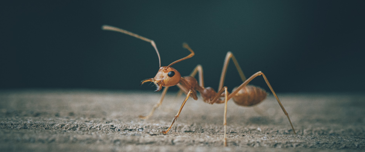 how to bug proof home house apartment ants insects get rid of advice