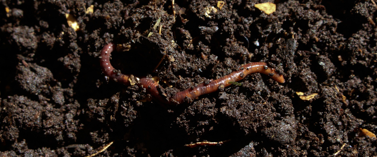 worms compost vermiculture vermicompost soil how to advice dirt